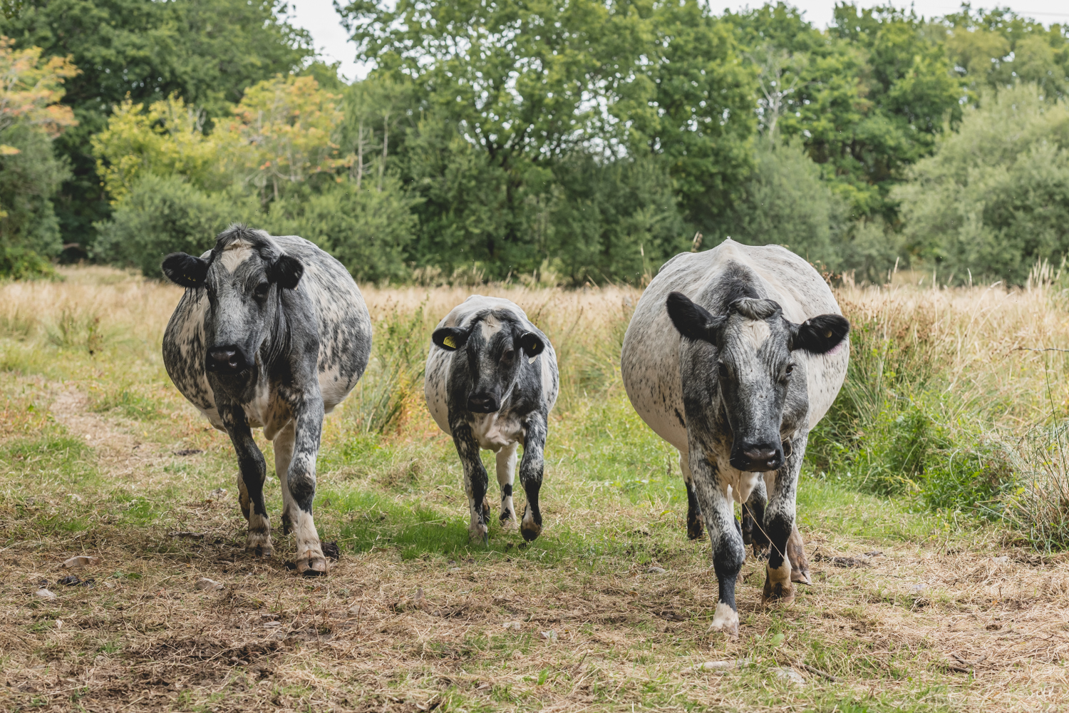 Rare breed Albion cattle grazing at Beetham Farm