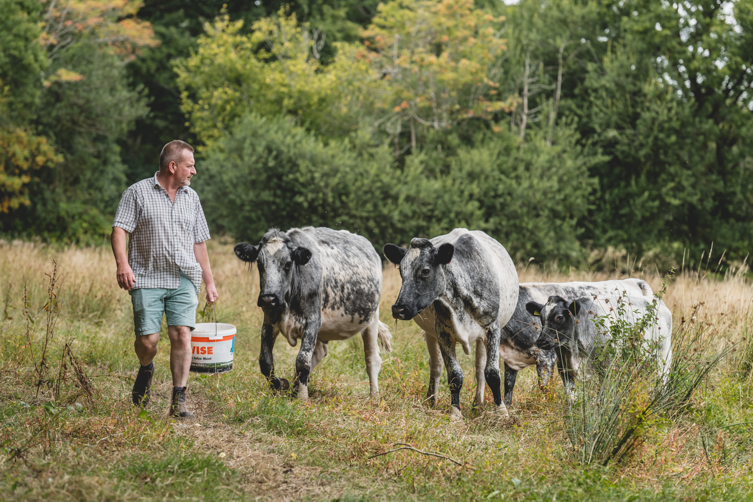 James walking the Albion suckler herd through pasture