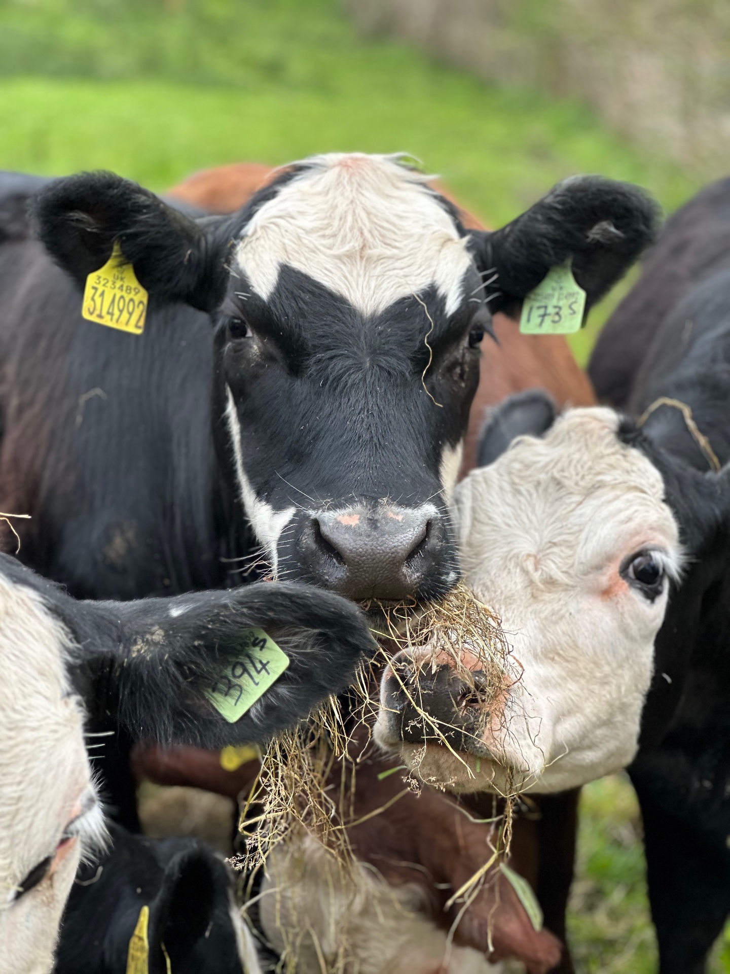 Angus and Hereford cattle close up